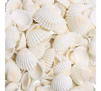 SKOOLOVE 100 PCS coquillages blancs de 1.5-2.5 cm pour loisirs créatifs, peinture, plage, décoration de mariage, coquillages naturels en vrac (230g)