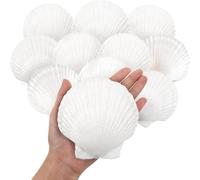 SKOOLOVE 10PCS Coquillages Blancs de 10 cm-13 cm, Grands Coquillages Naturels, pour Décoration de Mariage, Fête sur Le Thème de la Plage et Océan Crafts la Décoration