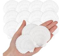 SKOOLOVE 25 PCS Coquilles Saint-Jacques Blanches,5-7 CM Grandes Coquilles Naturelles de Plage, Coquillages pour Artisanat, Décoration de Mariage, Fête à Thème Plage et Décoration Intérieure