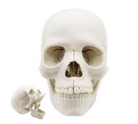 Skull Anatomy Model - 15 Parts Medical | 14.6cm Educational Head