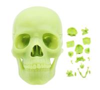 Skull Anatomy Model - 15 Parts Medical | 14.6cm Educational Head
