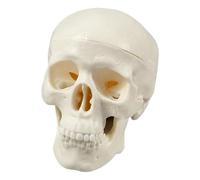 Skull Anatomy Model | Réalistic Skeleton Head Model for Teaching & Learning | Mini Skull Human Skull For Medical Classroom, Halloween Decor, Science Education Display, Anatomy Crafts Tool