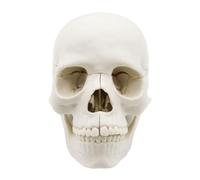 Skull d'anatomie - 14,6x10.2x8.7 cm Modèle de crâne humain grandeur nature, structure osseuse réaliste, mâchoire de calvarium amovible Matériau PVC | Réplique du crâne anatomique pour l'affich