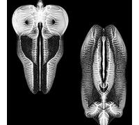 Dances in Dreams of The Known Unknown