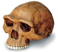 skullduggery 0248 Homo Erectus Cranium