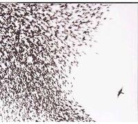 Wilco – Sky Blue Sky – CD – Neuf – Édition Enhanced