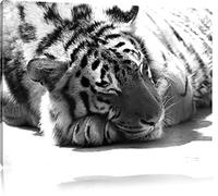 Sleepy magnifique tigre noir / blanc Taille: 80x60 sur toile, XXL énormes Photos complètement encadrée avec civière, impression d'art sur murale avec cadre, moins cher que la peinture ou une peinture à l'huile, pas une affiche ou une bannière,