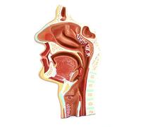 SLRMKK Modèle de cavité nasale, modèle d'anatomie Humaine, 1: 1 modèle de cavité nasale Humaine Grandeur Nature Pathologie Anatomique nasopharyngée modèle ORL