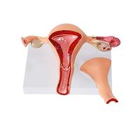 SLRMKK Modèle d'utérus - Modèle d'organe reproducteur Interne féminin - Modèle Anatomique d'ovaire utérus Normal - Modèle d'enseignement de l'utérus Anatomique Humain - pour l'aide au Train éducatif