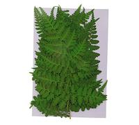 SM SunniMix 12pcs Fleurs Pressées Séchées Naturelles Embellissement de Feuilles de Fougère