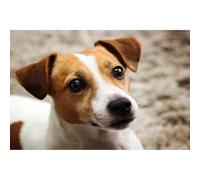 Smart Jack Russell Terrier Animal 1500 pièces (87x57cm) Puzzle Adulte Brain Teaser Toy Unique Décoration de la Maison Cadeau