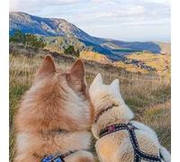 SMARTBOX - Sortie de 3h30 en cani-rando pour 2 dans les Monts d'Ardèche - Coffret Cadeau Sport & Aventure G