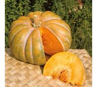 SmartMe - Légume gaufrette - Courge - Musquee de Provence - 15 graines - Haute germination