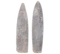 SMASOLO 2 pièces Spécimens Bélemnites Naturels Fossiles pour Enseignement Géologie Paléontologie Décoration Scientifique