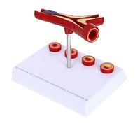 SMASOLO Modèle Anatomique Cardiovasculaire Réaliste Dur pour Enseignement Médical Physiologie et Formation des Étudiants Santé