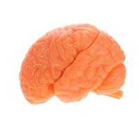 SMASOLO Modèle Anatomique Du Détachable Parties Réaliste pour Enseignement et Recherche Outil Éducatif Psychologie et Science Précise et Démontable Modèle Danatomie Cérébrale pour Écoles