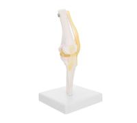 SMASOLO Modèle Anatomique Du Genou Médical Réaliste PVC avec Ligaments Flexibles Démonstration de Mouvement Complet pour Étude Humaine et Enseignement