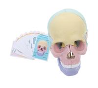 SMASOLO Modèle De Crâne Petit Crâne Anatomie Du Crâne Modèle D'anatomie Humaine Crâne Éclaté Crâne Humain Modèles D'anatomie Figurine De Crâne Décor Tête De Mort Plastique