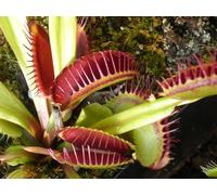 SMB SEEDS Explorez la Magie de la Dionaea muscipula : Une Plante Carnivore Qui Ajoute une Touche de Mystère et d'Élégance à Votre Espace