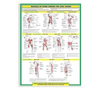 SMGLRUEAT The Biomechanics of Golf Poster | 4-Phase Swing Breakdown with Color-Coded Muscle Activation | Large Laminated Chart for Training Facilities(Framed,16x24inch(40x60cm))