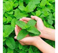 Smilikee Herb Seeds - Graines de Menthe Verte - Bonsaï - 500pcs