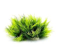 Smoothedo-Pets Lot de 2 Mini Plantes d'aquarium décoratives en Plastique de Petite Taille/8,9 cm - Poisson Rouge - Mini Herbe - Vert