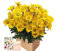 SNAIL GARDEN Fleur de Marguerite Artificielle,21 Têtes Bouquet de Gerberas Réalistes en Soie avec Carte de Voeux et Sac en Papier Brun pour la Décoration