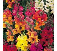 SNAPDRAGON ~ Nain Mix ~ "muflier Majus Nanum" Graines annuelles de 30