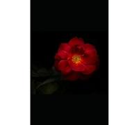 So Fucking Romantic: A Collection Of Sensual And Erotic Poetry