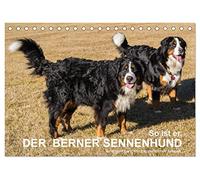 So ist er. Der Berner Sennenhund (Tischkalender 2026 DIN A5 quer), CALVENDO Monatskalender: Eine nicht ernst zu nehmende Charakteranalyse des Berner Sennenhundes