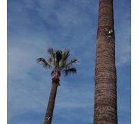 So Stressed - Please Let Me Know [Vinyl Lp]