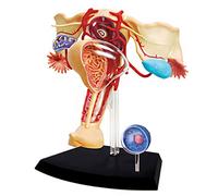 SOBOUR Modèle Modèle d'anatomie reproductive féminine Humaine 4D modèle d'anatomie Humaine modèle d'enseignement médical modèle de vulve féminine système reproducteur pour enseigner