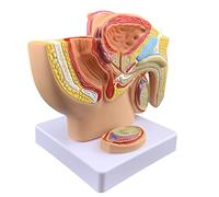 SOBOUR Modèle Modèle d'enseignement Modèle de Bassin Masculin Modèle d'anatomie génitale féminine Modèle de Prostate Modèle de Section sagittale pelvienne Masculine et féminine pour enseigner