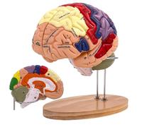 SOEPOTIX Modèle anatomique de cerveau humain, modèle anatomique de cerveau humain taille réelle pour neurosciences avec 4 modèles de cerveau amovibles à code couleur pour neurosciences, psychologie,