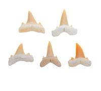 SOESFOUFU Ensemble de 5 spécimens de dents de requin : spécimens bruts d'animaux marins, modèle animal marin pour l'enseignement des sciences, d'environ 3,8 à 6,3 cm.