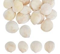 SOFPLATE 30 pièce de Décoration de Coquille Saint Jacques Coquillages Naturels Fête Que Blanc Été Plage Thème Océan Animal Petit sans Trou Artisanat Ornement D'Aquarium pour Mariage Maison Fête Rempl