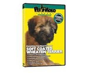 SOFT COATED WHEATEN TERRIER DVD + Dog & Puppy Training Bonus!