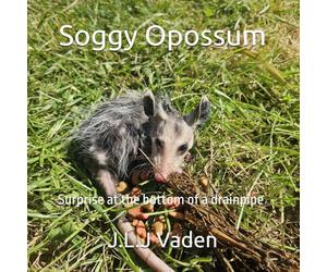 Soggy Opossum: Surprise at the bottom of a drainpipe