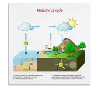 Soil Nutrient Poster Environmental Science Cycle Education Guide