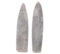 SOIMISS 2 pièces Échantillon de Fossile de Bélemnite Naturel pour Éducation Géologie et Paléontologie Spécimens Pédagogiques Décoratifs