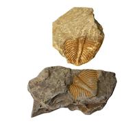 SOIMISS 2 pièces Spécimens Fossiles Trilobites Réels Ornements Paléontologie Éducatifs pour Garçon Fille Collection Archéologie Décoration Scientifique