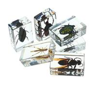 SOIMISS 6 pièces Spécimens Insectes Résine Collection pour Enseignement Scientifique et Décoration Éducative Vue Claire Structure Interne Adapté pour Classes et Collections Personnelles