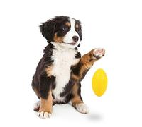 SOIMISS Mâcher de Ballon de Rugby pour Accessoire Éducatif pour Occuper Animaux de Compagnie