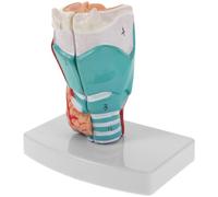 SOIMISS Modèle Anatomique Médical Gorge Anatomique en Pvc, Modèle de Pharynx, Précis et Compact, pour Étudiants en Médecine et Professionnels, Préparation aux Examens et Sessions