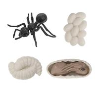SOIMISS Modèle Cycle de Vie Fourmi Plastique Réaliste Jeu Éducatif Cognitif Figurines Travailleur Fourmi Différents Stades Évolution Animale pour Garçon Fille