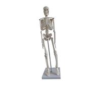 SOIMISS Modèle de Squelette 45Cm en PVC Modèle Anatomique Portable pour Études Médicales Exposition et Yoga avec Bras Mobiles et Support