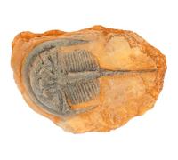 SOIMISS Spécimens D'insectes Paléontologiques pour L'enseignement des Sciences, Décoration Compacte et Légère, Collection Scientifique Éducative D'insectes pour Usage Pédagogique