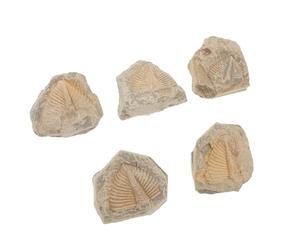 SOIMISS Spécimens Naturels de Trilobites 5 Pcs Forme Aléatoire, Fossiles Anciens pour Décoration Miniature, Échantillons Pédagogiques pour Stage D'enseignement en Paléontologie, Jouets
