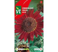 Soleil Red Sun Graines - Soleil géant avec une grande fleur rouge