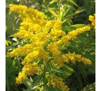 Solidago canadensis d'oro del bambino NANO GOLDENROD semi!